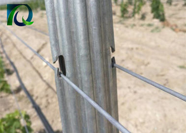 Silver Color Vineyard Accessories Grape Trellis Posts With C Shaped Section