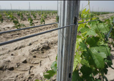 120G Zinc Coated Orchard Trellis Systems With 10 H Holes On 2 Side