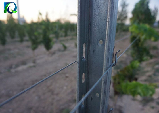 Cargos galvanizados da treliça do vinhedo de 50x40MM para o jardim grande do vinho
