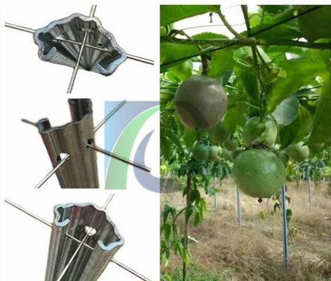 Treliça da vinha do metal de 275G/M2 2.4M Height 1.5mm para o pomar