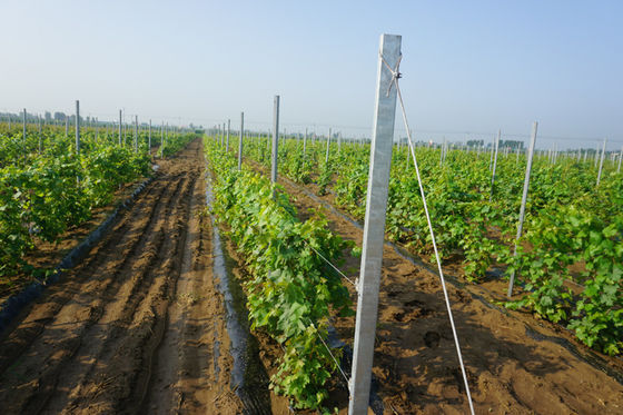 tipo galvanizado 8ft cargos do furo de H da treliça do vinhedo de 2mm
