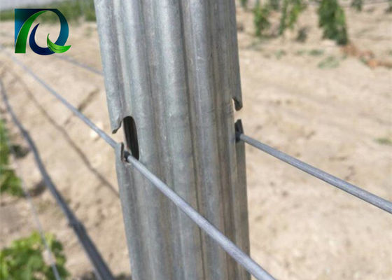 Cargos da treliça do vinhedo do metal 1.8m do aço para o fio de 1.6-3.0MM
