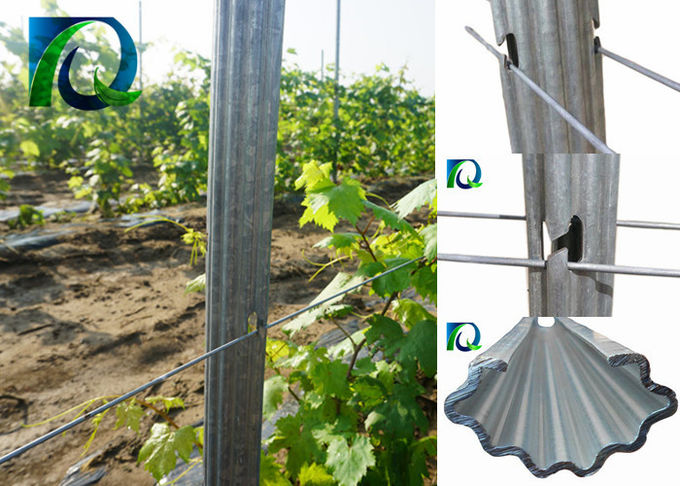 A treliça do vinhedo do metal do C afixa a instalação 275G/M2 fácil galvanizada quente