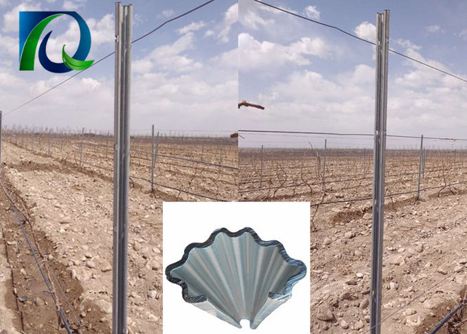 A treliça do vinhedo do metal do C afixa a instalação 275G/M2 fácil galvanizada quente